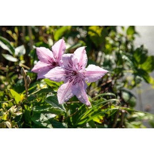 Nahaufnahme der weiß-rosa Clematis Hybride 'John Paul II' Waldrebe im Garten.