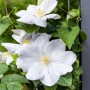 Weiße Clematis Hybride 'Miss Bateman' Kletterpflanze mit grünen Blättern.