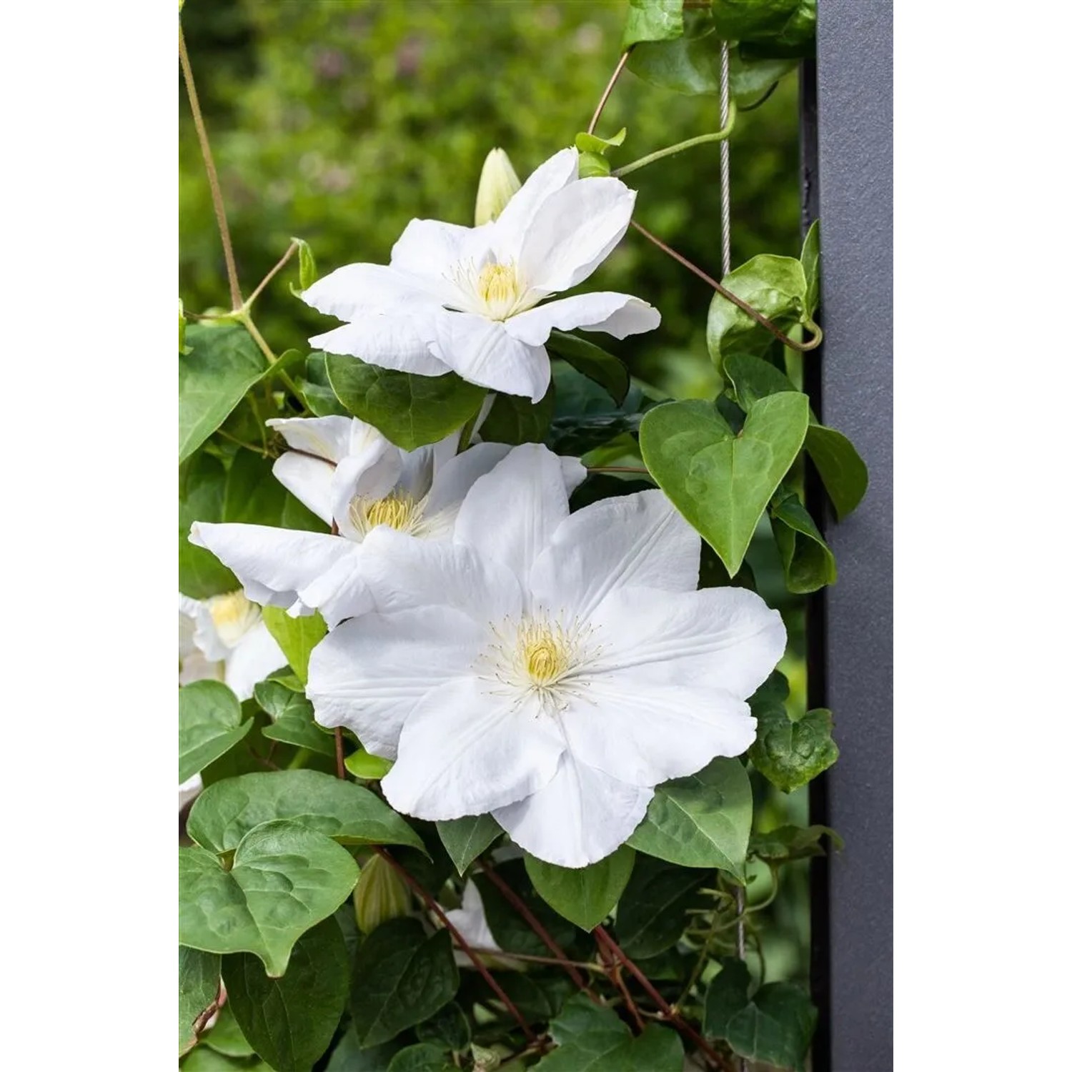 Weiße Clematis Hybride 'Miss Bateman' Kletterpflanze mit grünen Blättern.