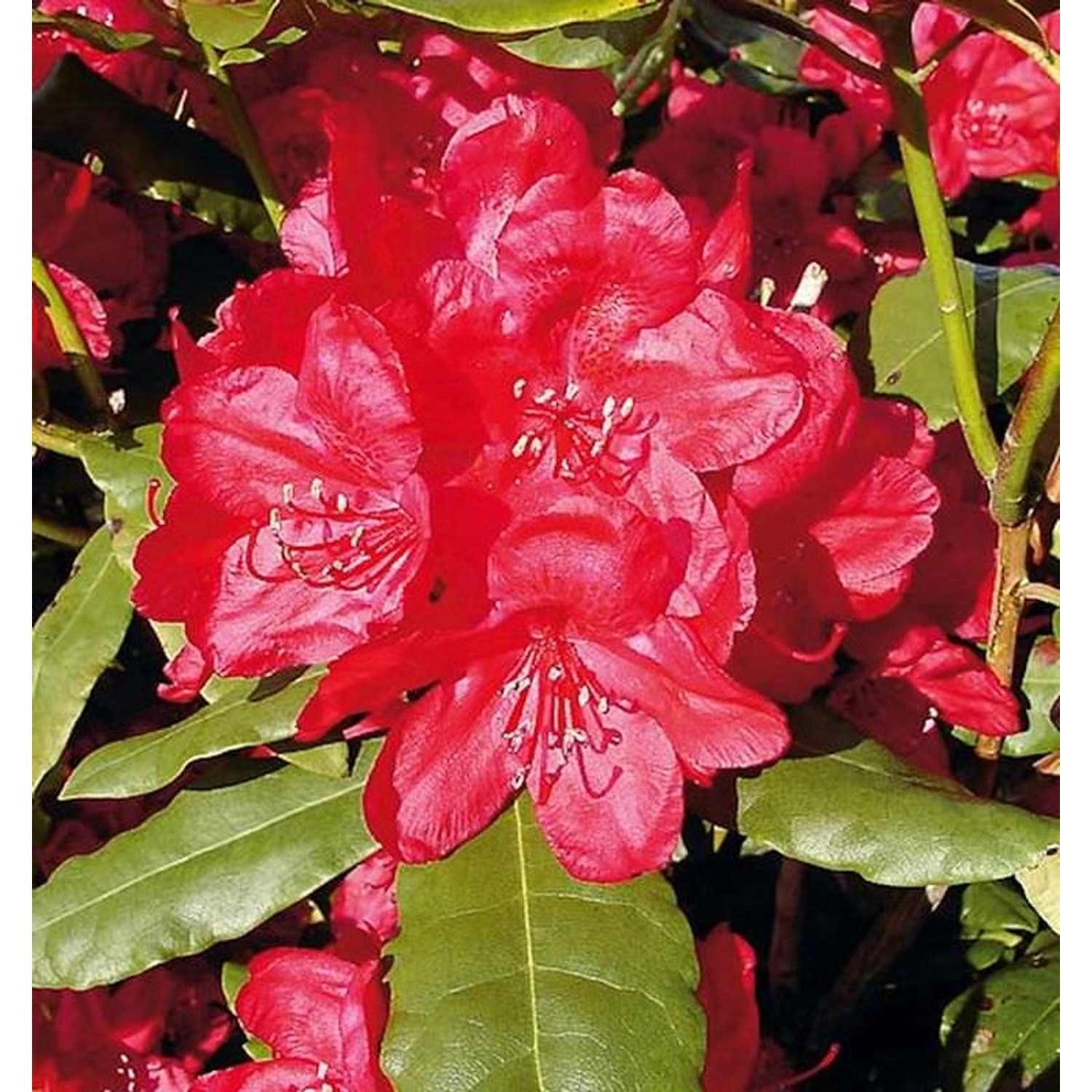 INKARHO - Großblumige Rhododendron Hachmanns Feuerschein 25-30cm - Alpenros günstig online kaufen