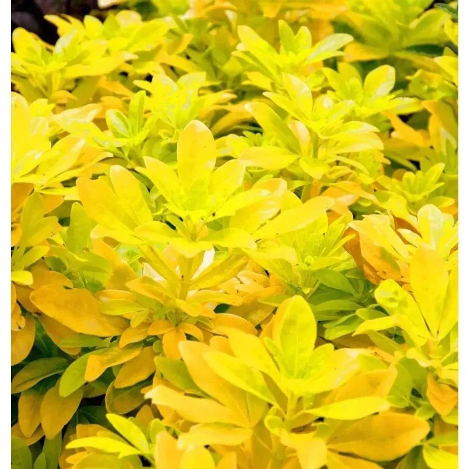 Mexikanische Orangenblume Sundance 60-80cm - Choisya ternata