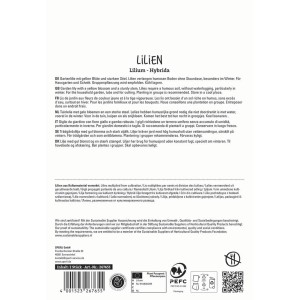 Sperli Blumenzwiebeln Lilie Val di Sole