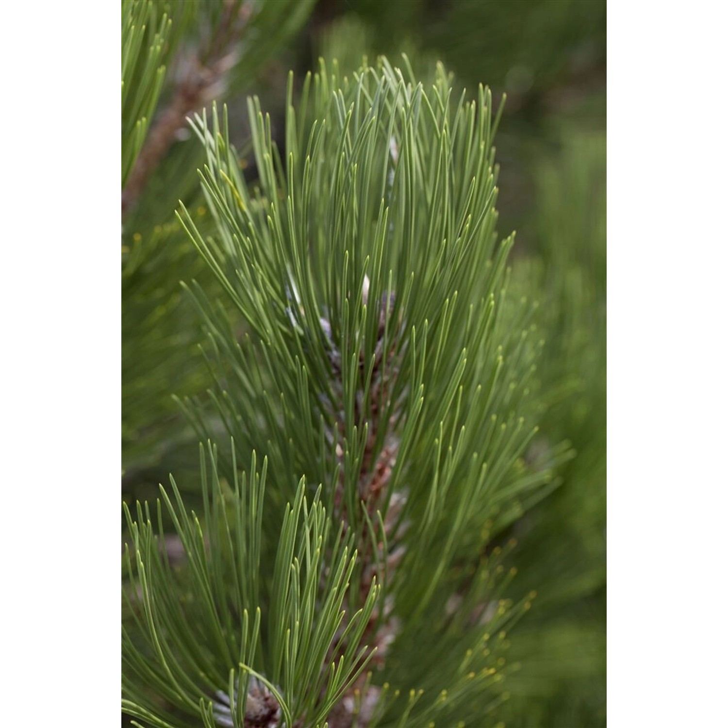 Pinus Heldreichii Helmers Japan Bosnische Kiefer 30–40 cm günstig online kaufen