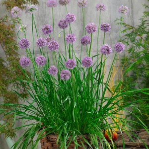 Blu Garten-Knofi im Topf mit lila Blütenbällen und grünen Blättern.