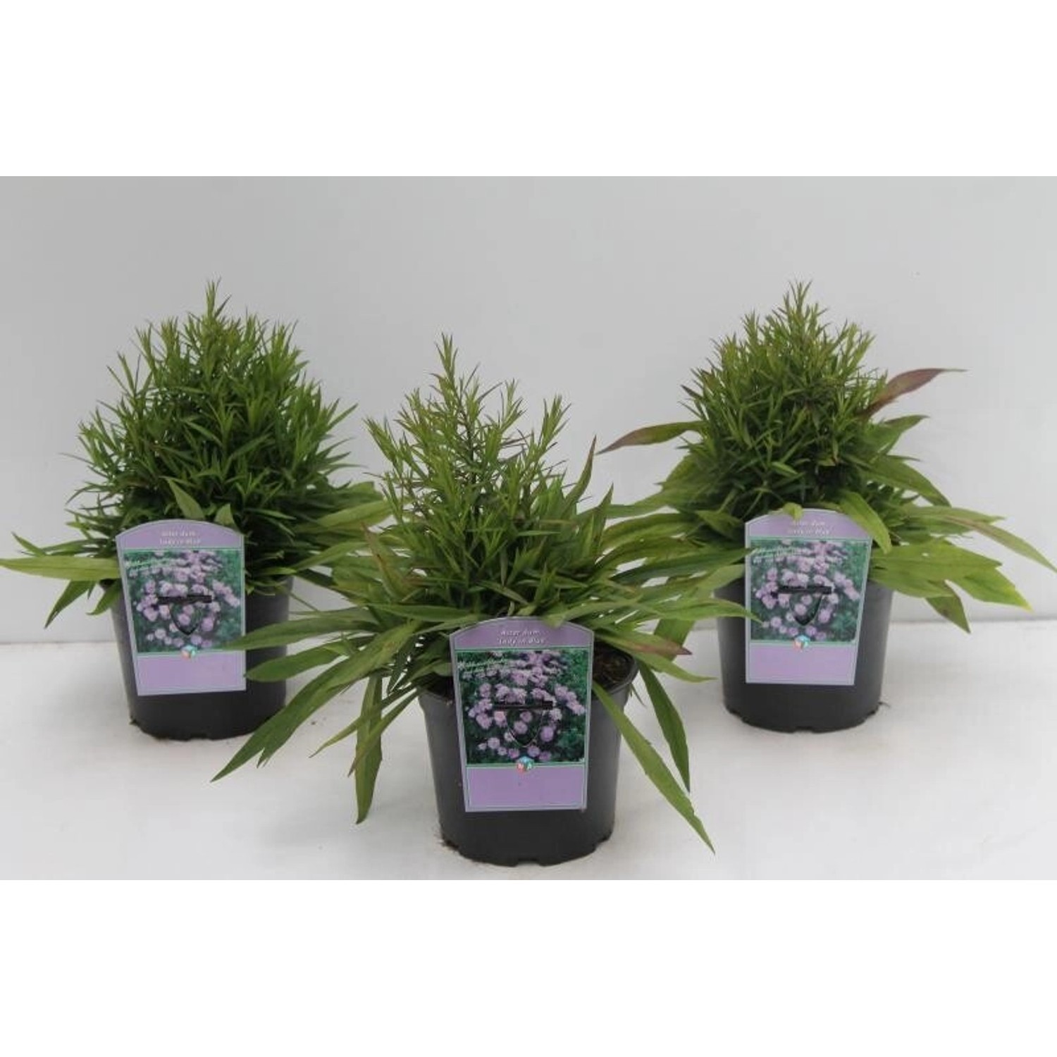 Aster Dumosus Lady In Blue Kissenaster 2 Liter Container günstig online kaufen