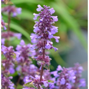 Lila blühende Katzenminze 'Blue Danube' (Nepeta grandiflora) als Staude. Violette Blüten in Nahaufnahme für den Garten.
