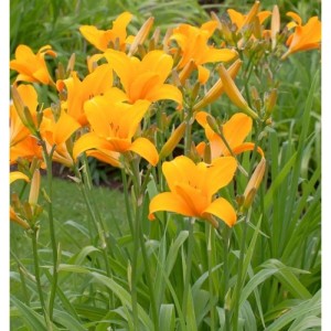 Leuchtende orange Taglilie (Hemerocallis) im Gartenbeet. Blühende Staude mit grünen Blättern.