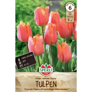 Sperli Triumph-Tulpe Jimmy, karminrosa-orange Blüten im Beet oder Kübel.
