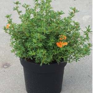 Fünffingerstrauch Red Ace im Topf mit leuchtend roten Blüten. Potentilla fruticosa.