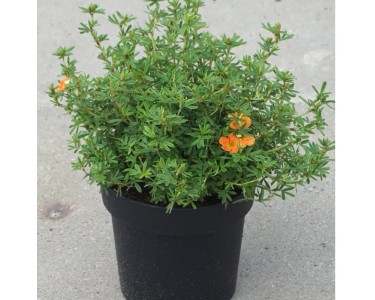 EKOREST Frühlingshausflaggen – 30,5 X 45,7 Cm, Doppelseitig, Für Den Garten