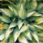 Graublattfunkie June - großer Topf - Hosta tardiana