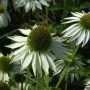 Nahaufnahme des weißen Sonnenhuts 'White Swan' (Echinacea purpurea) im Garten.