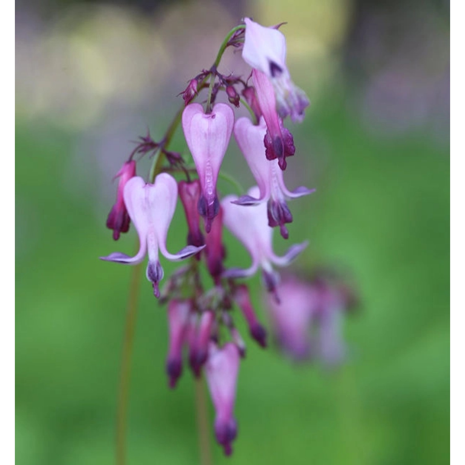 Zwergherzblume - Dicentra eximia günstig online kaufen