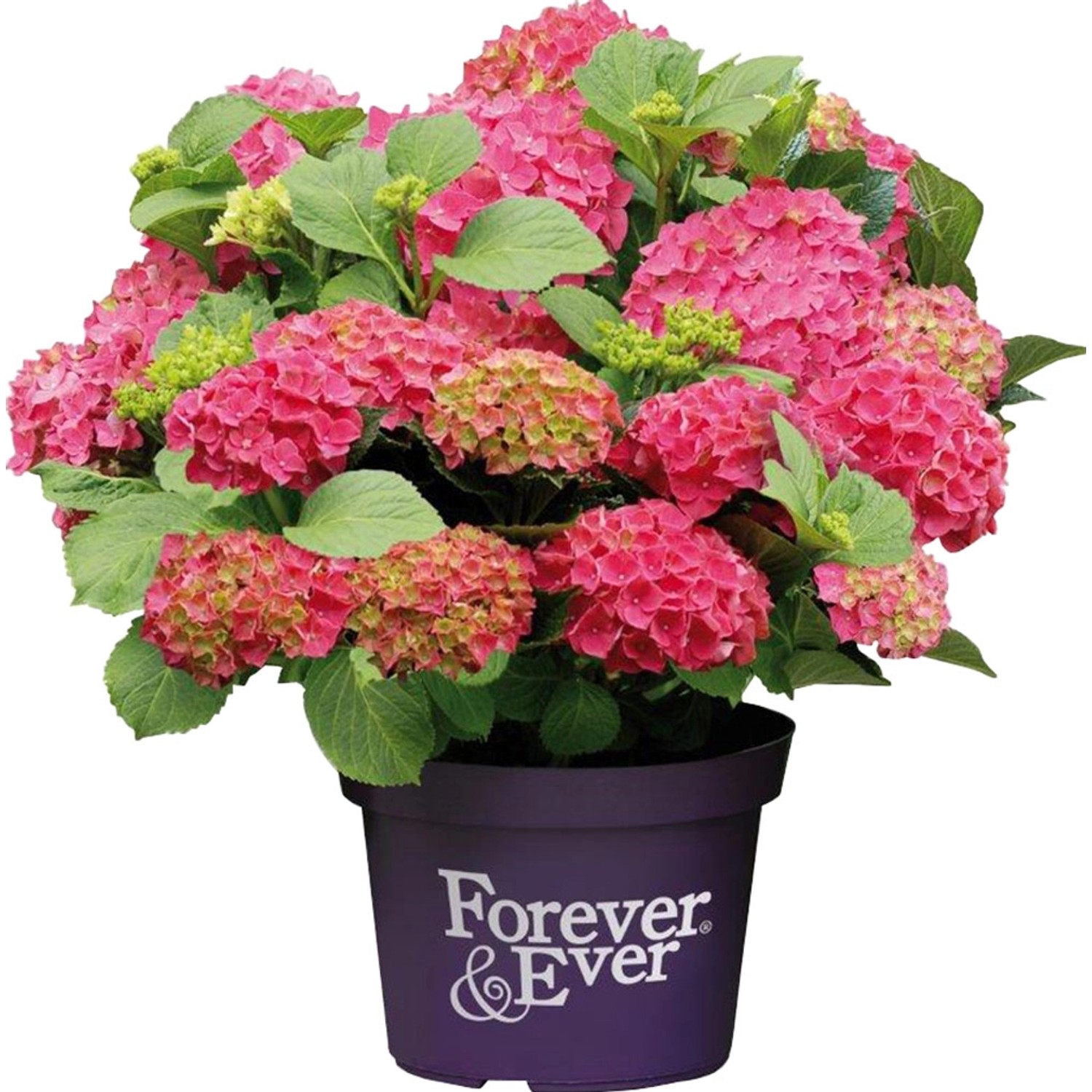 Bauernhortensie Forever & Ever Rot Höhe ca. 40 - 50 cm Topf ca. 5 l Hydrangea