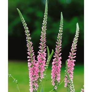 Rosa Langblättriger Ehrenpreis (Veronica Longifolia Pink Damask) im 9x9 cm Topf.