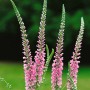 Rosa Langblättriger Ehrenpreis (Veronica Longifolia Pink Damask) im 9x9 cm Topf.