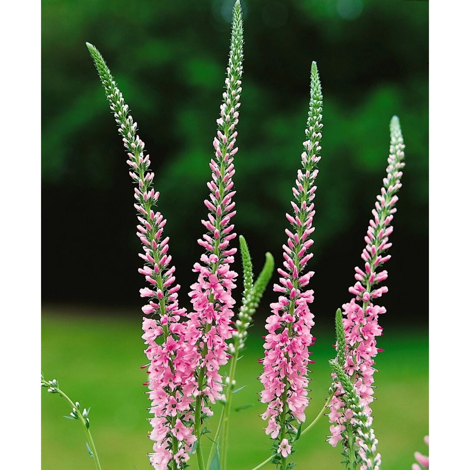 Veronica Longifolia Pink Damask Langblättriger Ehrenpreis Ca. 9x9 cm Topf günstig online kaufen