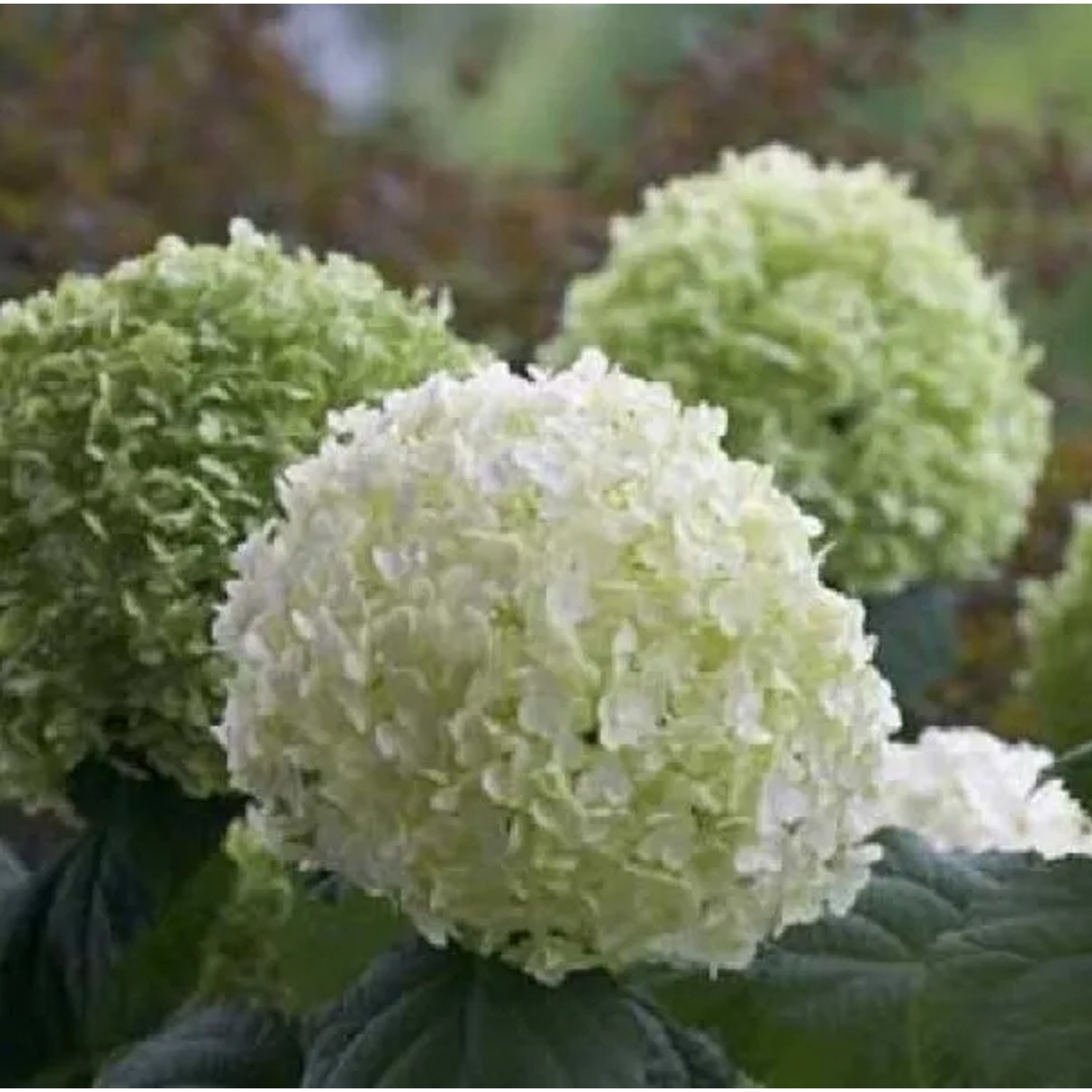 Hortensie 'Incrediball Strong' Hydrangea 40 bis 50 cm im Container Große Blüten