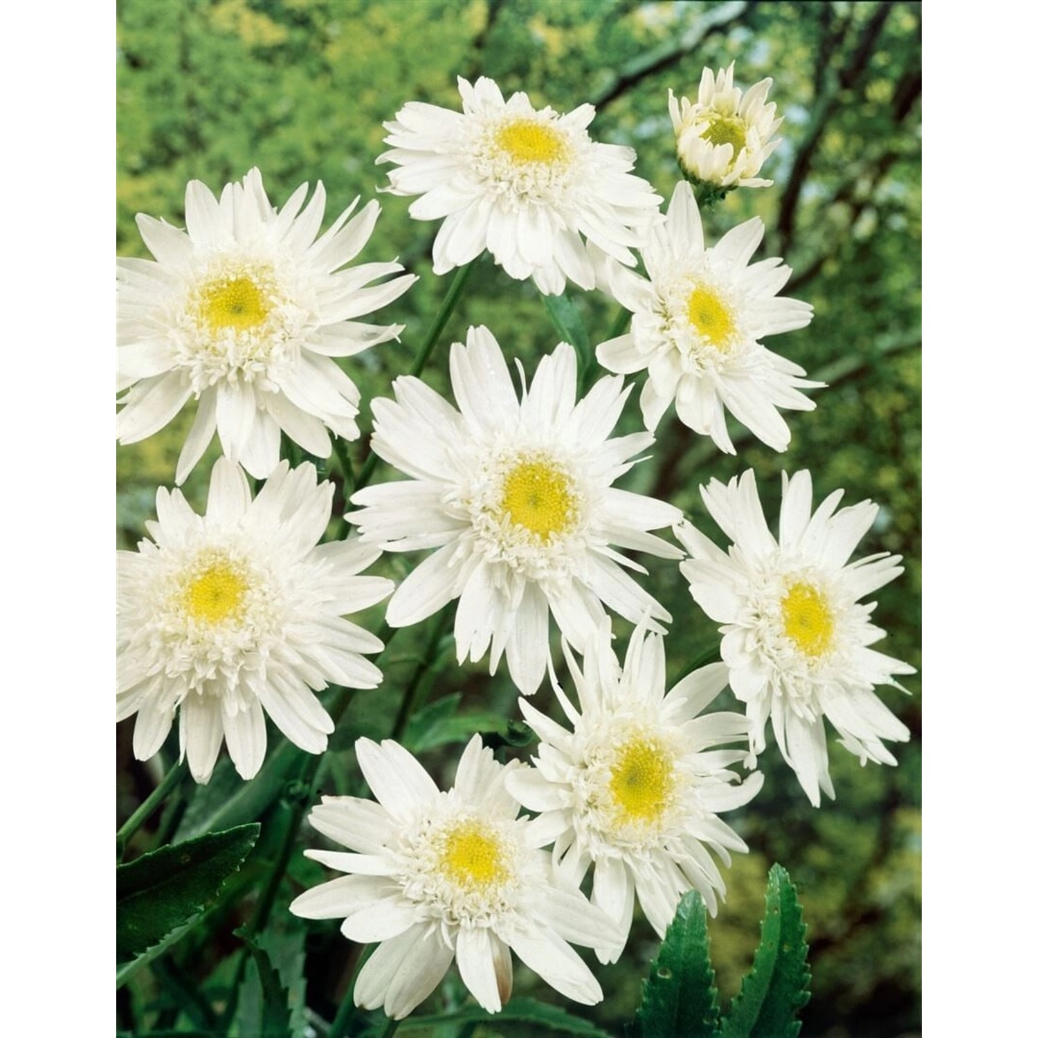Leucanthemum X Superbum Margerite Christine Hagemann Ca 9x9 cm Topf günstig online kaufen