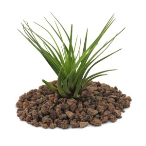 Grüne Tillandsia Melanocrater Tricolor Exotenherz, lose Pflanze auf Lavasteinen.