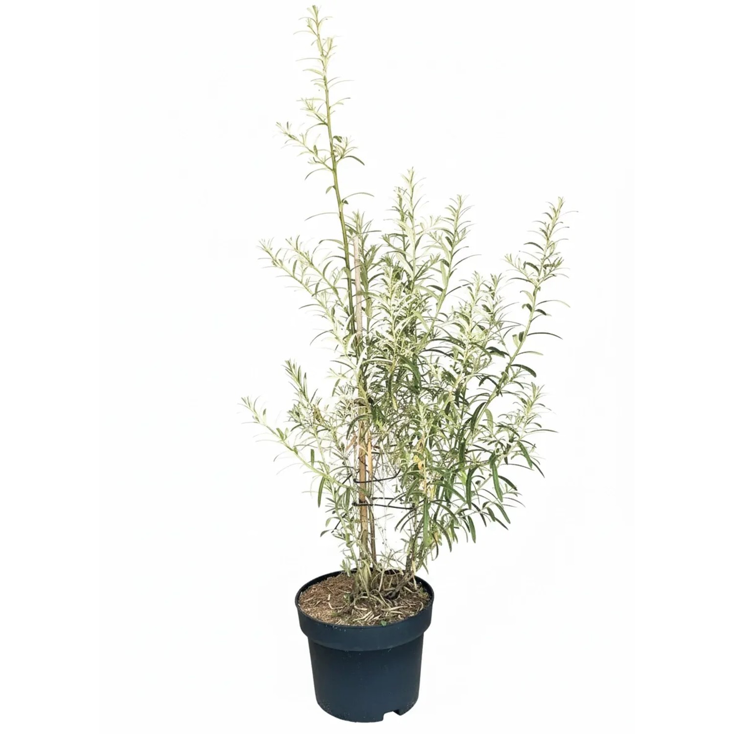 Baumfink Sanddorn Orange Energy als Topfpflanze 60-100cm