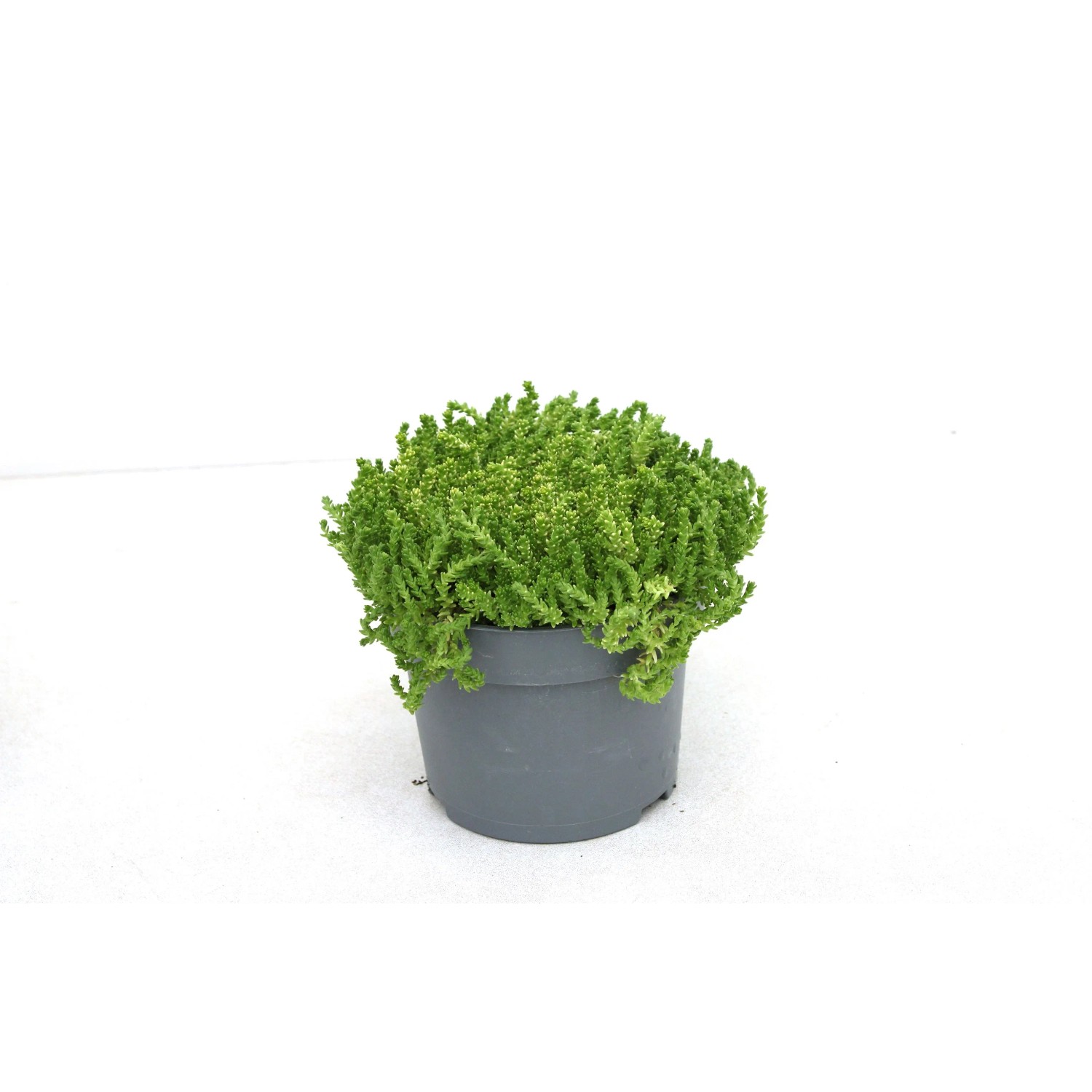 GROW BY OBI Fetthenne Sedum acr.