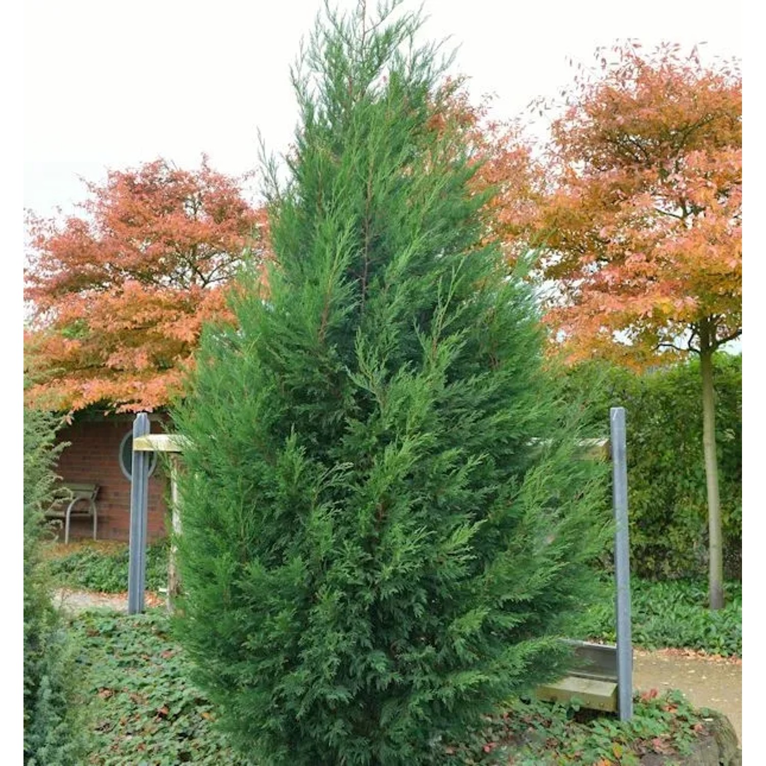 Leyland Zypresse 80-100cm - Cupressocyparis Leylandii