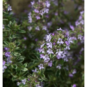 Echter Thymian Fleur Provencale - Thymus vulgaris