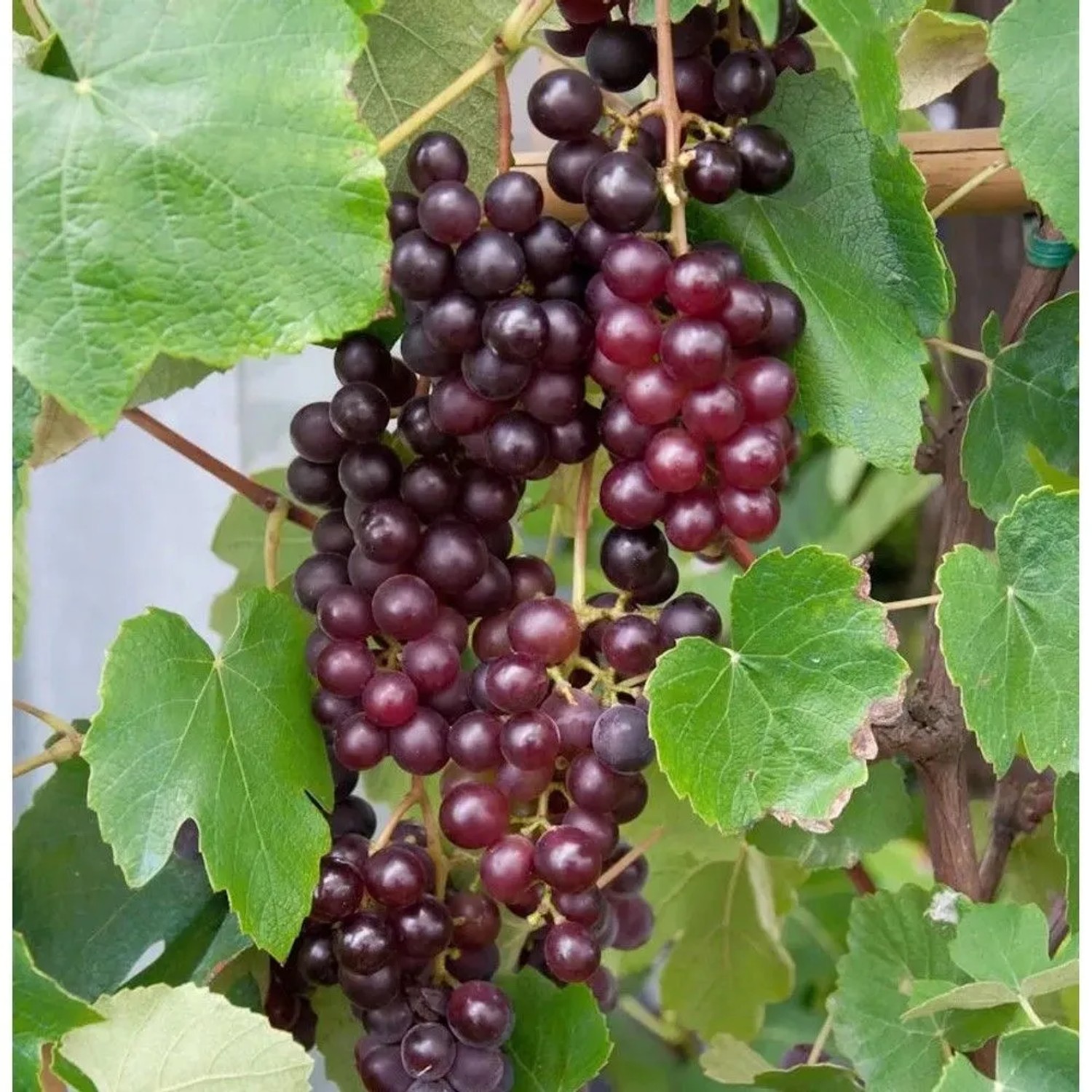 blaue kernlose Weinrebe Attika 80-100cm - Vitis