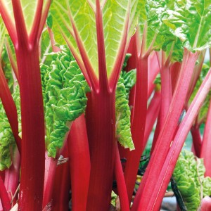 Nahaufnahme von Rhabarber 'Holsteiner' mit roten Stielen und grünen Blättern.