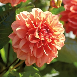 Nahaufnahme einer orangefarbenen Dahlie 'Orange Nugget' von GROW by OBI, ca. 35 cm hoch.