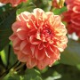 Nahaufnahme einer orangefarbenen Dahlie 'Orange Nugget' von GROW by OBI, ca. 35 cm hoch.