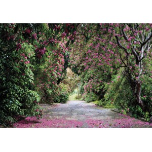 Sanders & Sanders Fototapete: Landschaft mit rosa Blüten und grünen Bäumen. Natur pur für Ihr Zuhause.