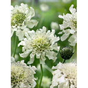 Nahaufnahme der gelben Skabiose (Scabiosa ochroleuca) mit weißen Blüten im 9x9 cm Topf.
