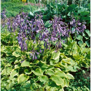 Funkie 'Golden Tiara' mit lila Blüten und goldgeränderten Blättern im Garten.