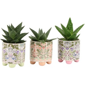 Drei Sukkulenten im floralen Keramiktopf mit Füßen, verschiedene Designs.