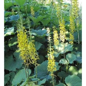 Gelb blühendes Kreuzkraut Zepter (Ligularia hybrid) im Gartenbeet.