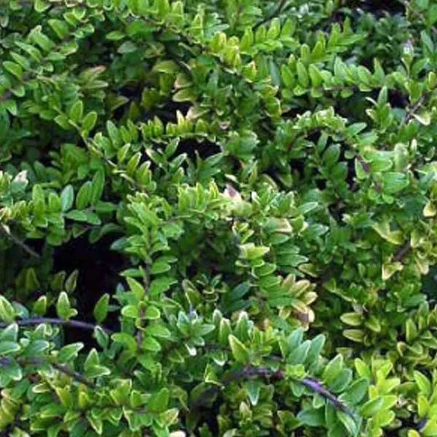 Heckenmyrte 'Maigrün' Lonicera nitida 15 bis 20 cm im Container Hellgrünes Laub