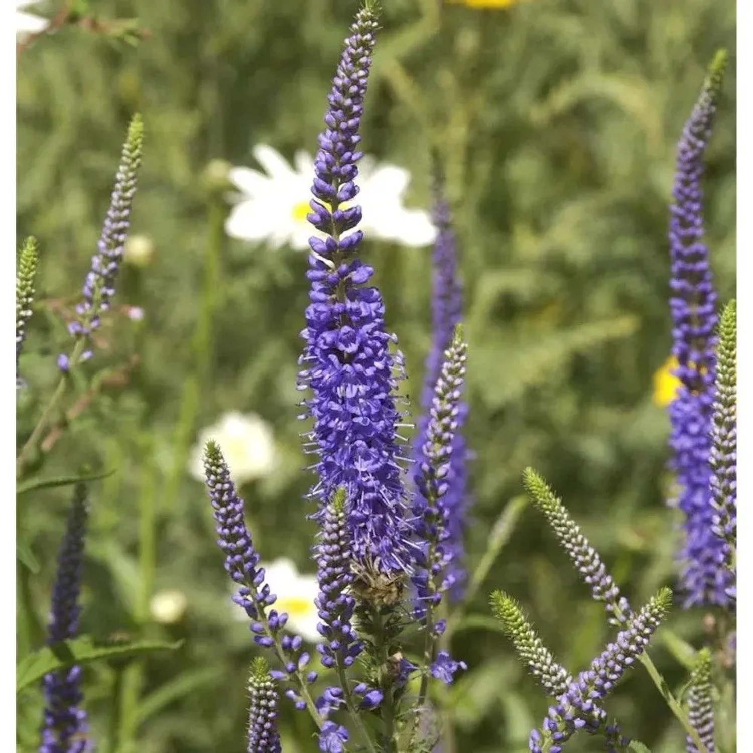 Hoher Wiesenehrenpreis Blauriesin - Veronica,ongifolia