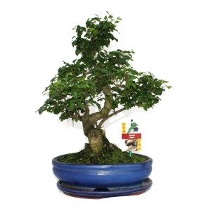 Chinesischer Liguster Bonsai (ca. 10 Jahre) im blauen Topf.