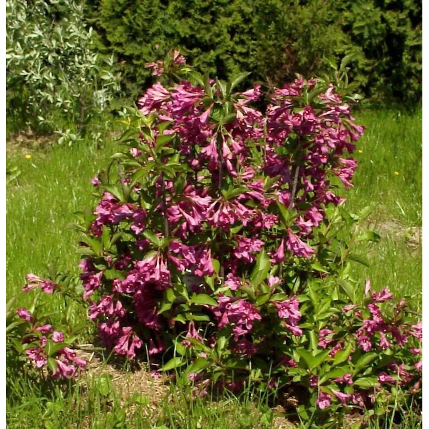 Hochstamm Liebliche Weigelie Big Love 80-100cm - Weigela florida