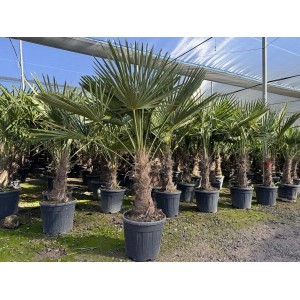 Chinesische Fächerpalme (Trachycarpus fortunei) im Topf, ca. 160cm hoch, winterhart.