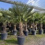 Chinesische Fächerpalme (Trachycarpus fortunei) im Topf, ca. 160cm hoch, winterhart.