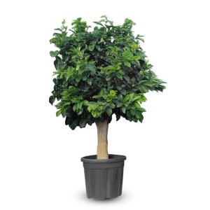 Großer Zitronenbaum (Citrus Limon) im Topf, 200 cm hoch, mit dichtem grünem Laub. Ideal für Terrasse & Balkon.