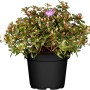 Zwergalpenrose Blauviolett im Topf, ca. 5-10 cm hoch. Rhododendron mit violetten Blüten.