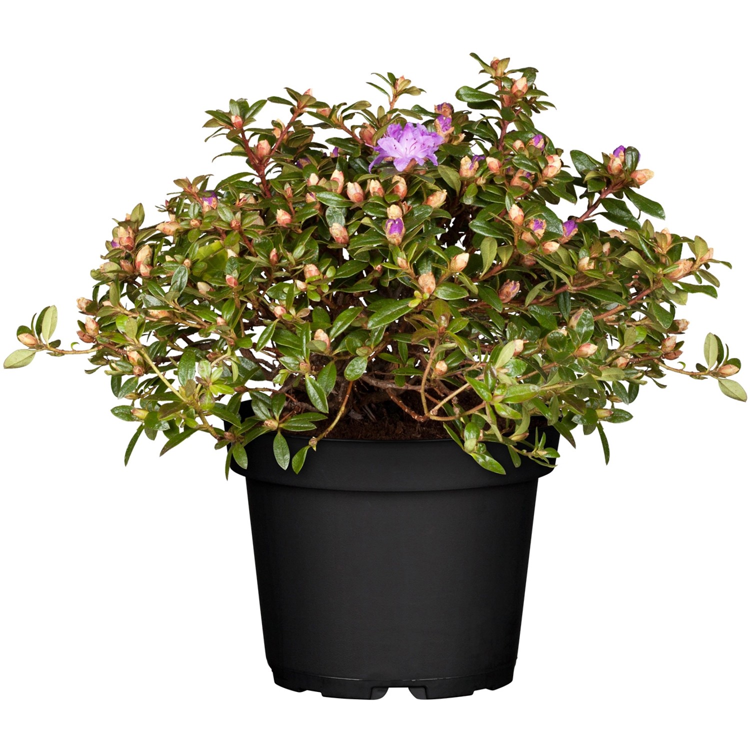 OBI Zwergalpenrose Blauviolett Höhe ca. 5 - 10 cm Topf ca. 2 l Rhododendron