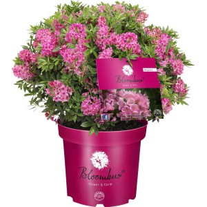 Zwerg-Rhododendron Bloombux® Magenta im Topf, rosa Blüten als Buchsbaumersatz.