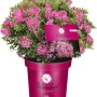 Zwerg-Rhododendron Bloombux® Magenta im Topf, rosa Blüten als Buchsbaumersatz.