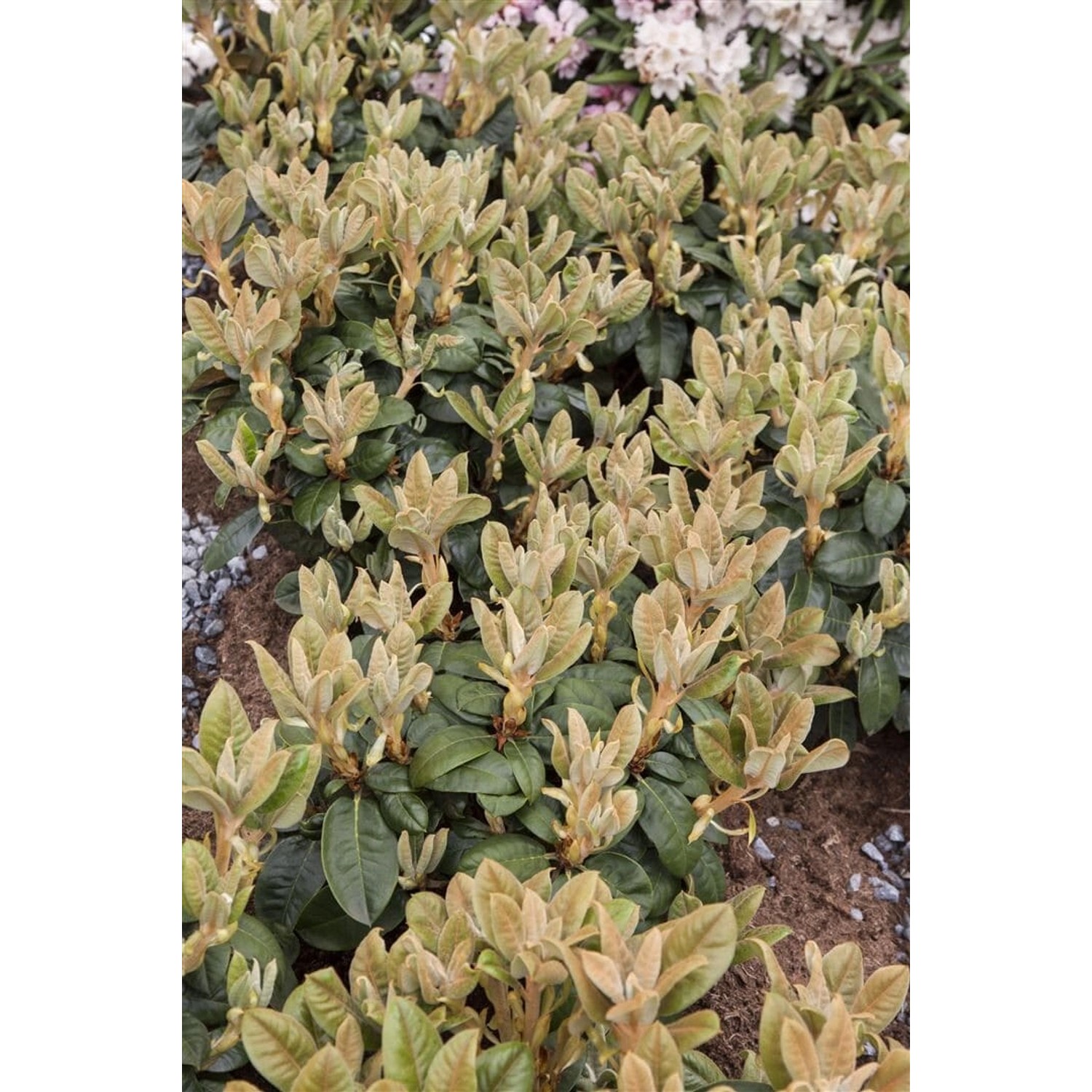 Rhododendron Bureavii Immergrün 30–40 cm günstig online kaufen