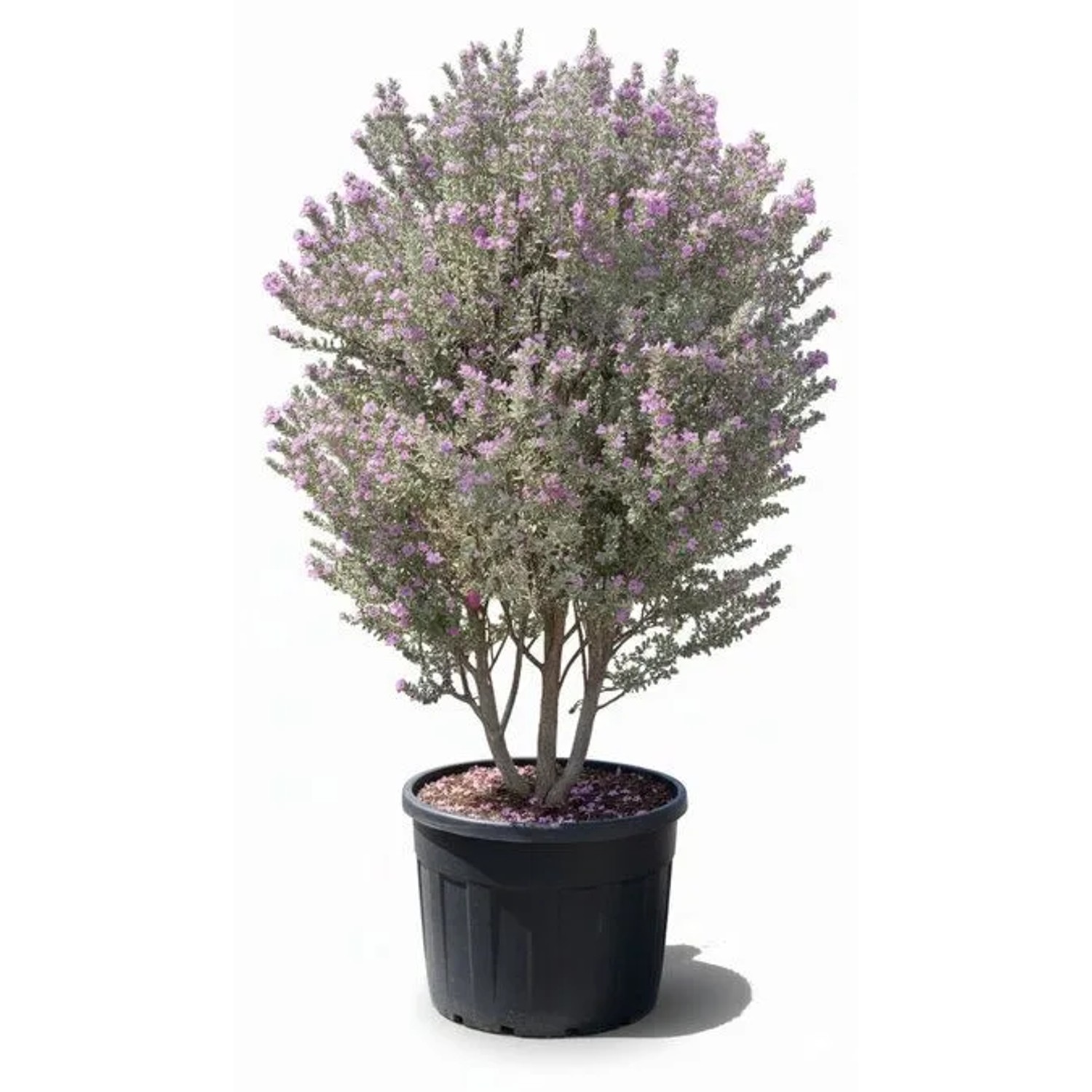 Sunny-Tree Leucophyllum Fruticans C150L 200 Cm Mediterraner Strauch Silbergraues Laub Violette Blüte Winterhart Bis -5 °C